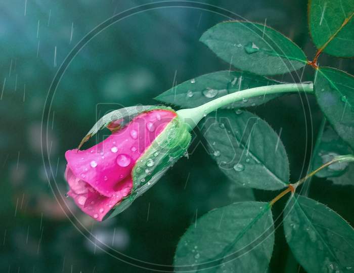 Beautiful Pink Rose for You