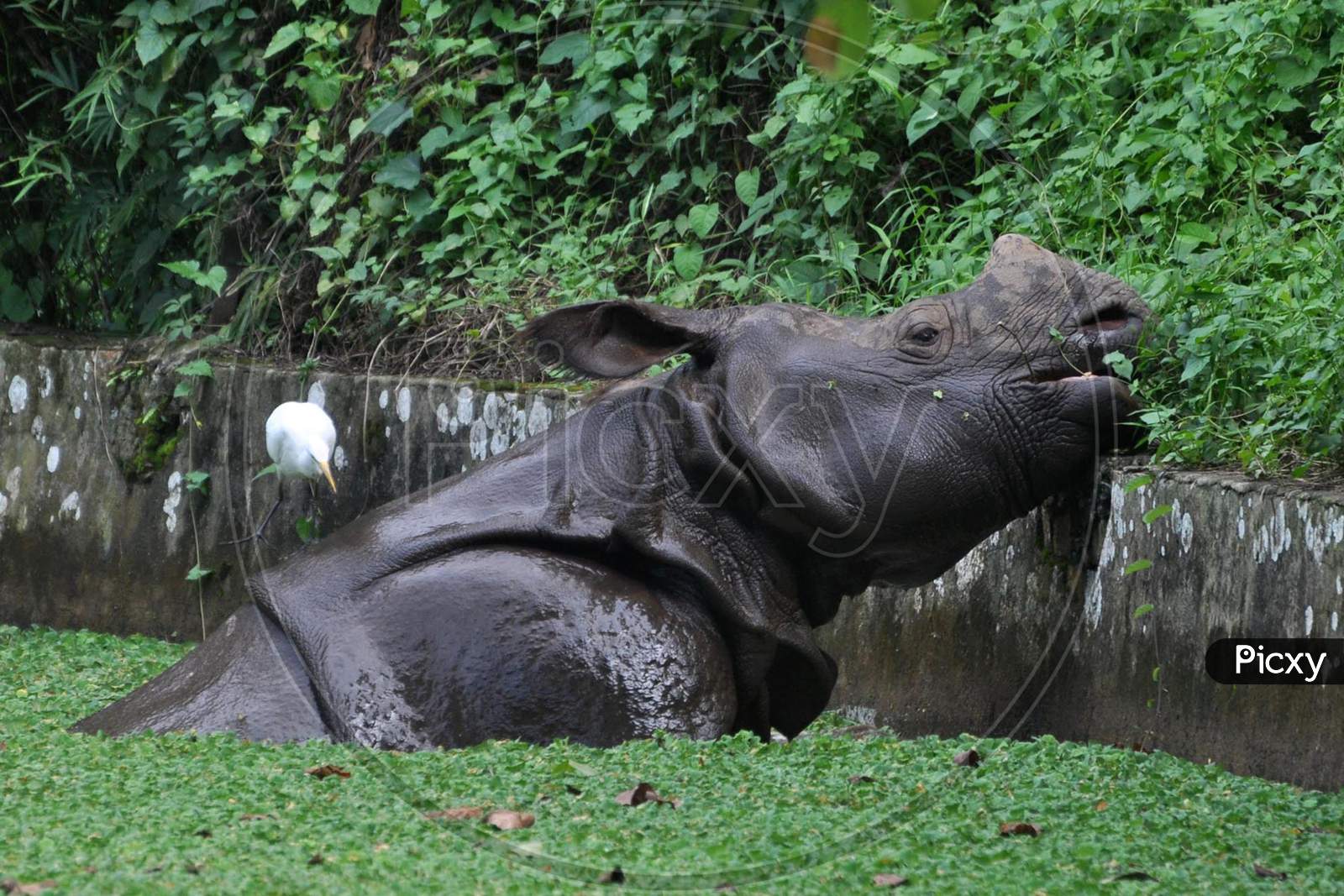 One-horned rhinoceroses cool themselves in a pond at an enclosure at the Assam State Zoo in Guwahati  on Sep 12,2020.