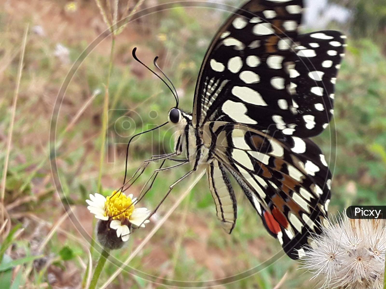 beutiful butterfly on flower