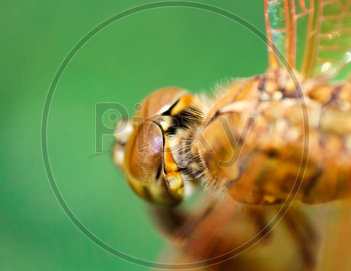 Head View of dragonfly