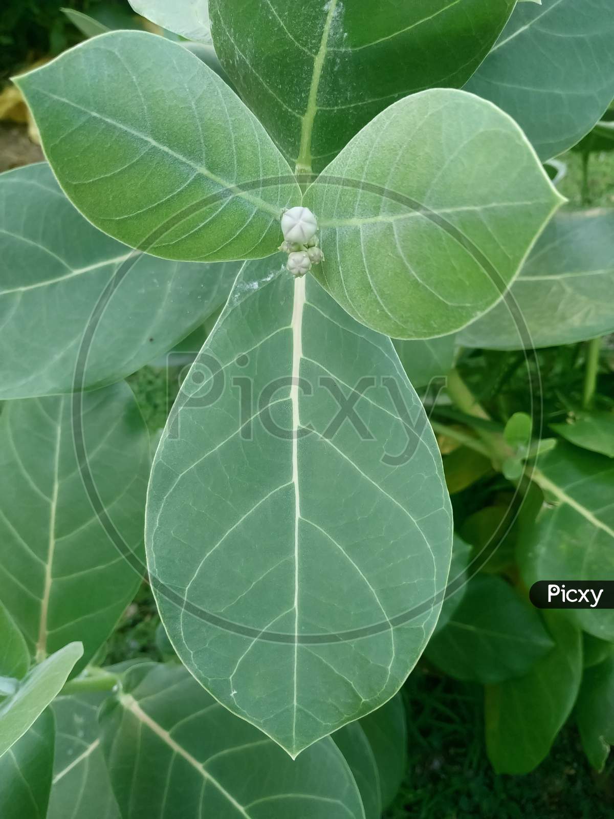 Calotrips Gigantea or Arka Leaf/Leaves (Indian name) Beautiful Green Leaves/Leafs.