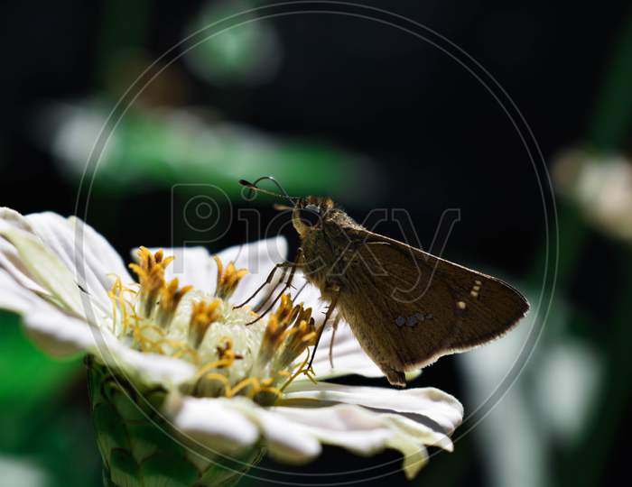 Close-up of butterfly on white flower.