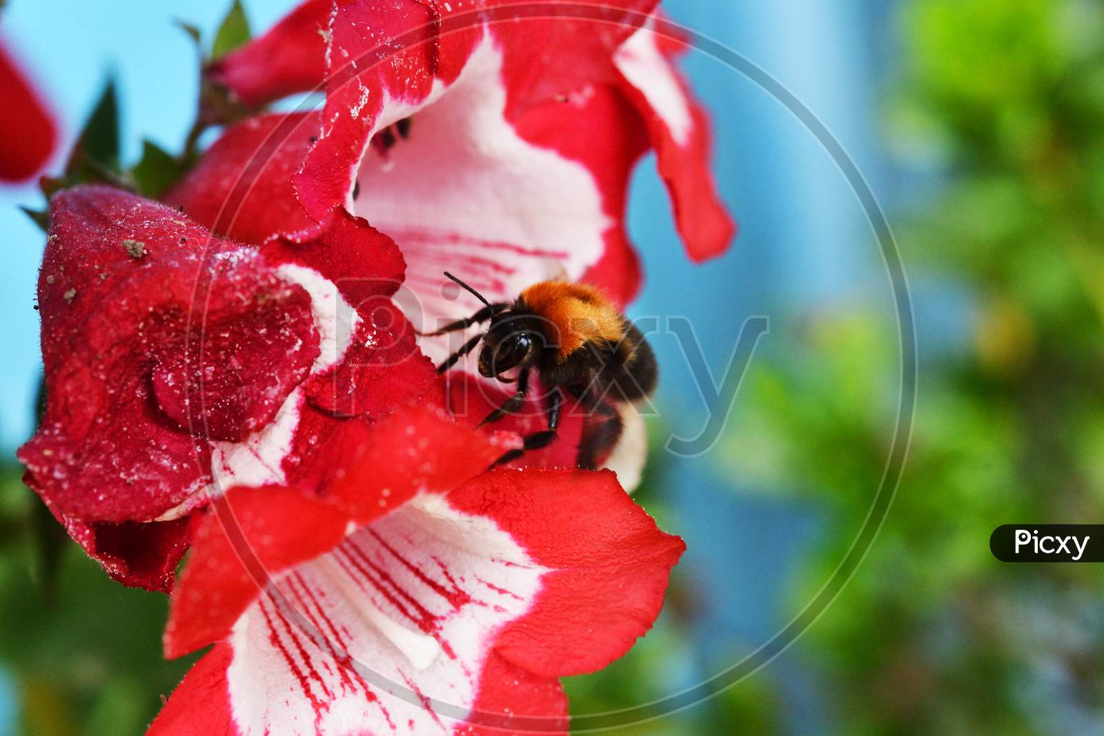A tiny Bee on a yellow red in search of nectar