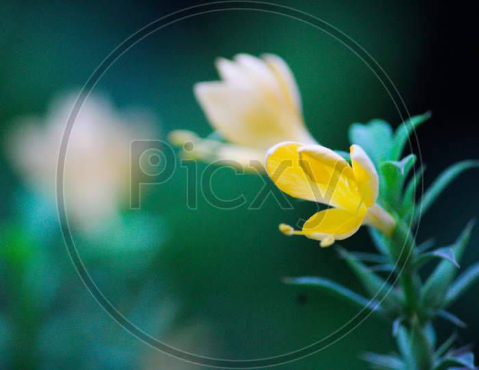Yellow flower , macro
