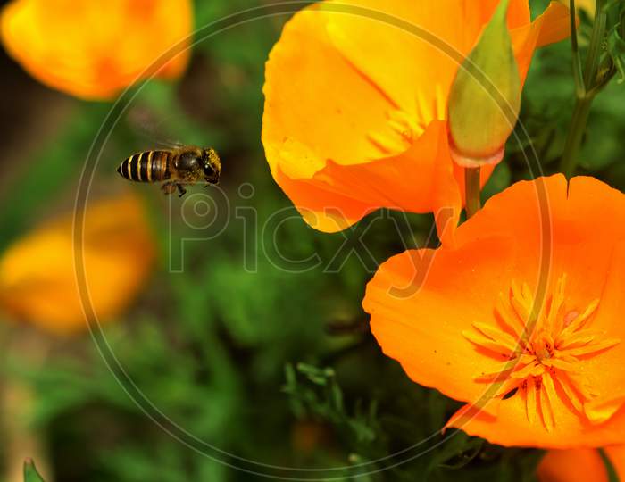 A tiny Bee approaching a yellow flower in search of honey