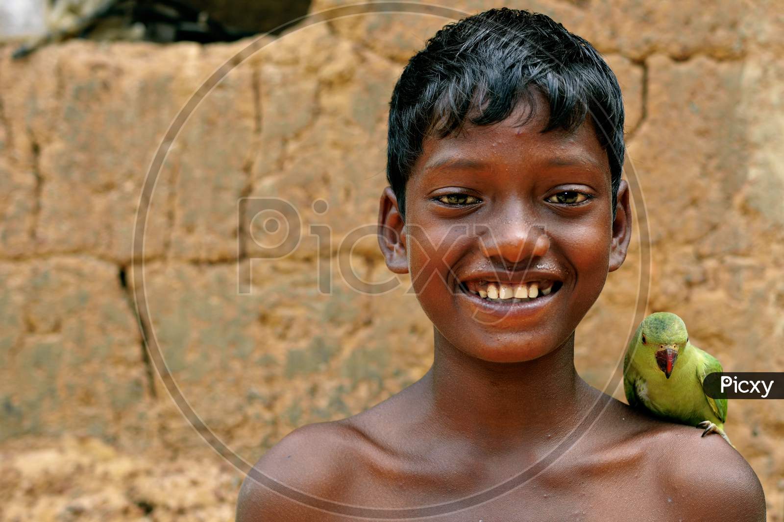 A Smiling Boy With A Parrot Sitting On His Left Shoulder