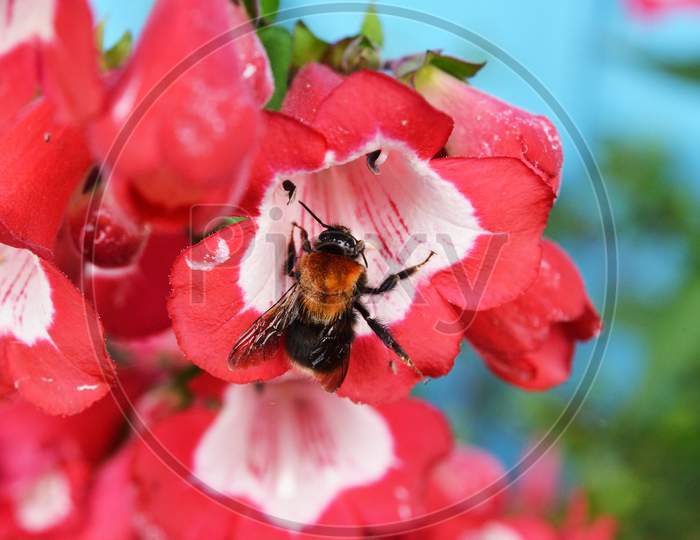 A tiny Bee on a red flower in search of honey