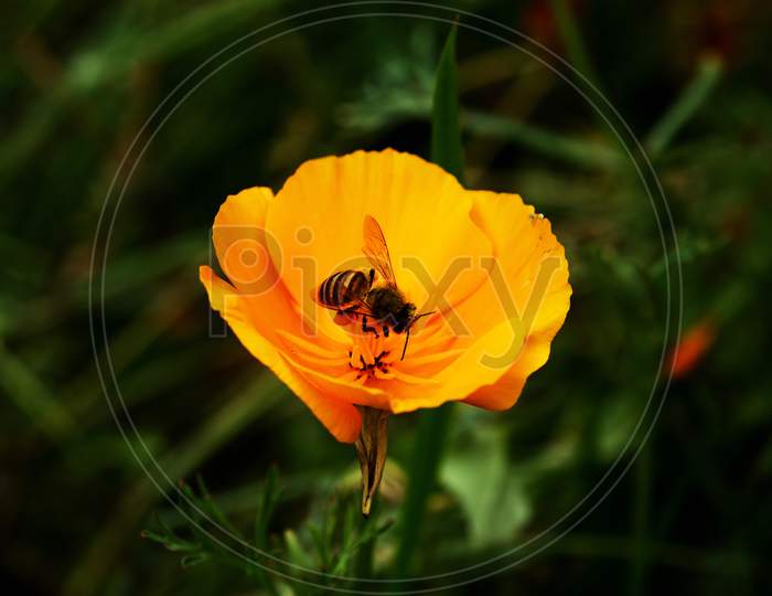 A tiny Bee on  a yellow flower in search of nectar