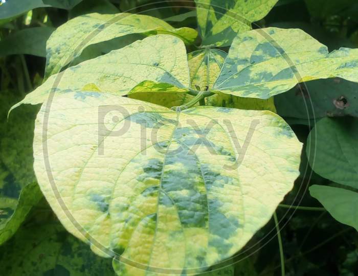 Leaf plant