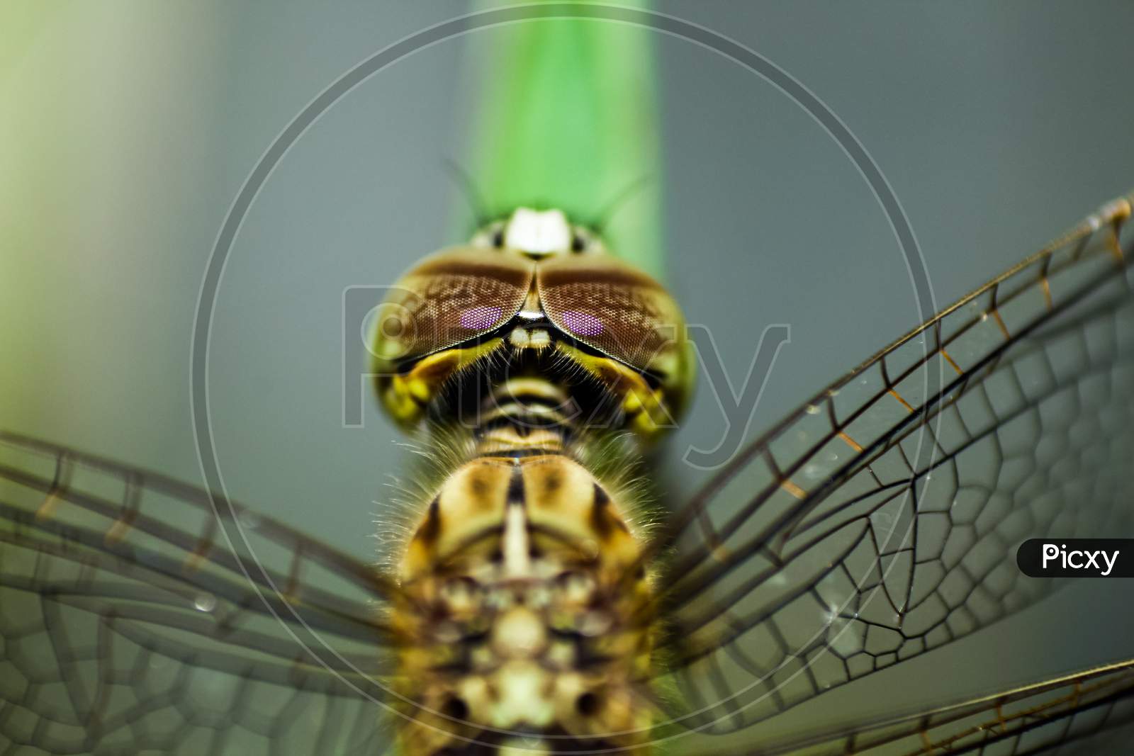 Head view of Dragonfly