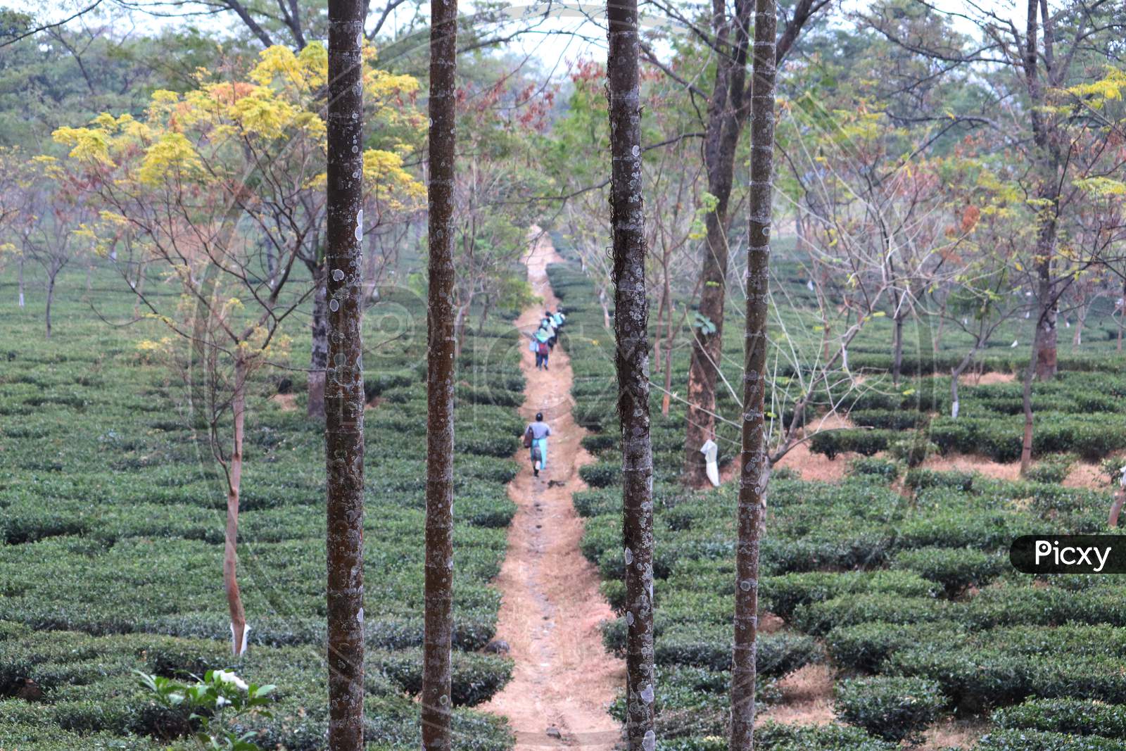 Top view of a tea garden of North Bengal