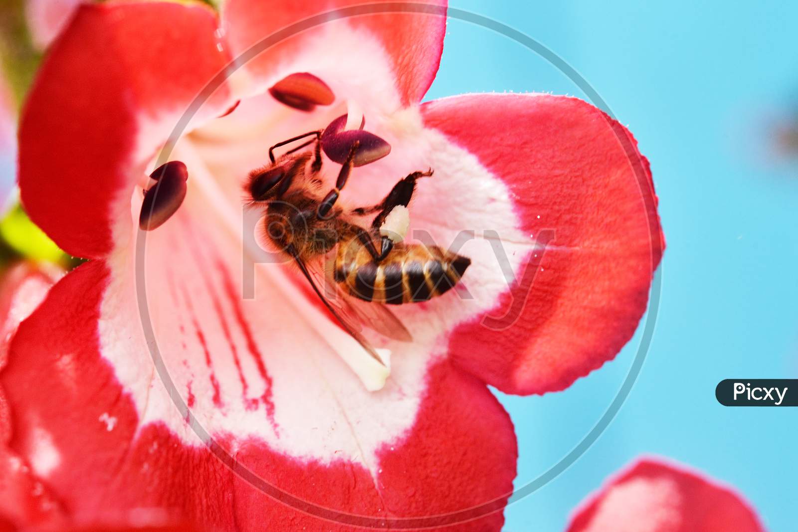 A tiny Bee on a red flower in search of honey