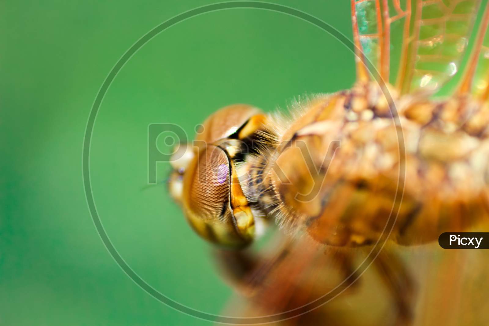 Head View of dragonfly