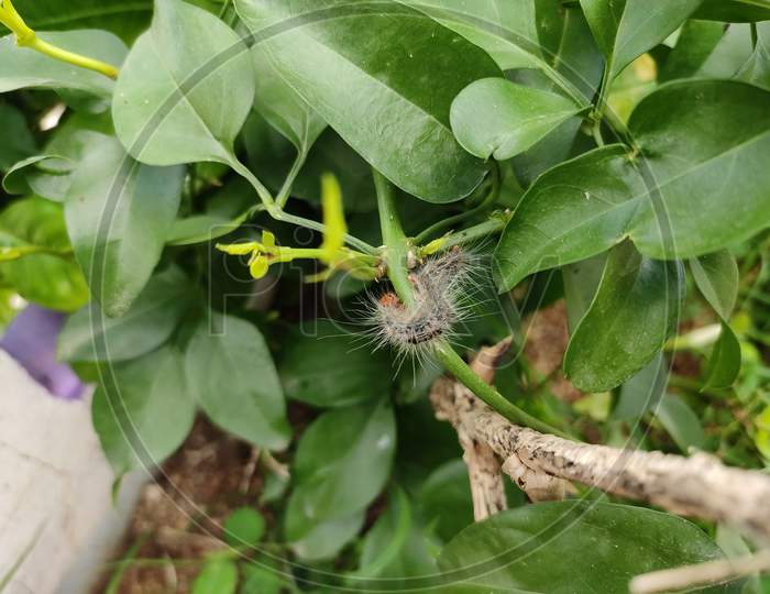 Plant with bug