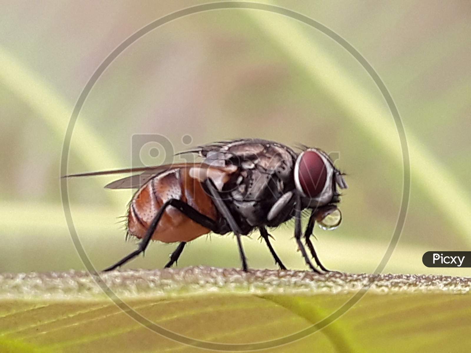 fascinating fly closeup