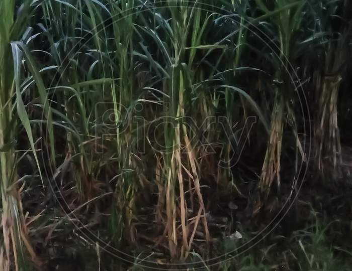 Sugar cane crop