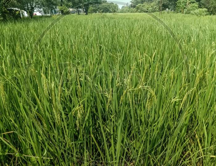 rice crop with grains