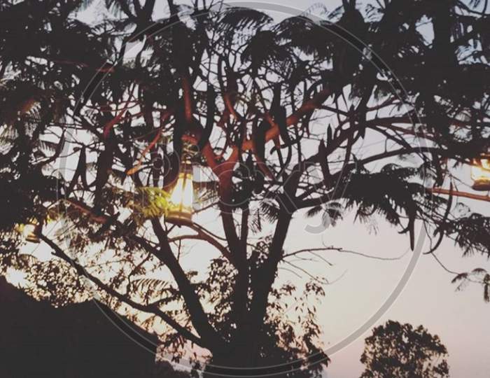 Lamp on a tree photo