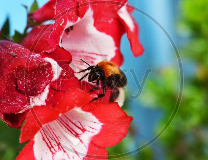 A tiny Bee on a yellow red in search of nectar