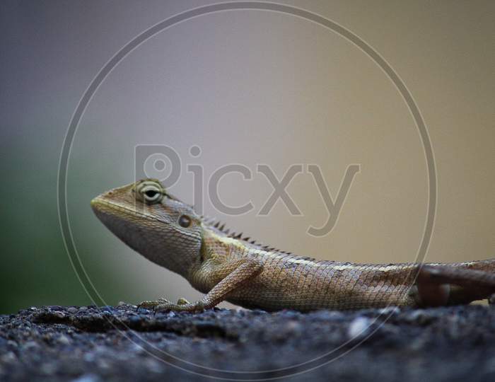 asian chameleon, Macro, wildlife photo