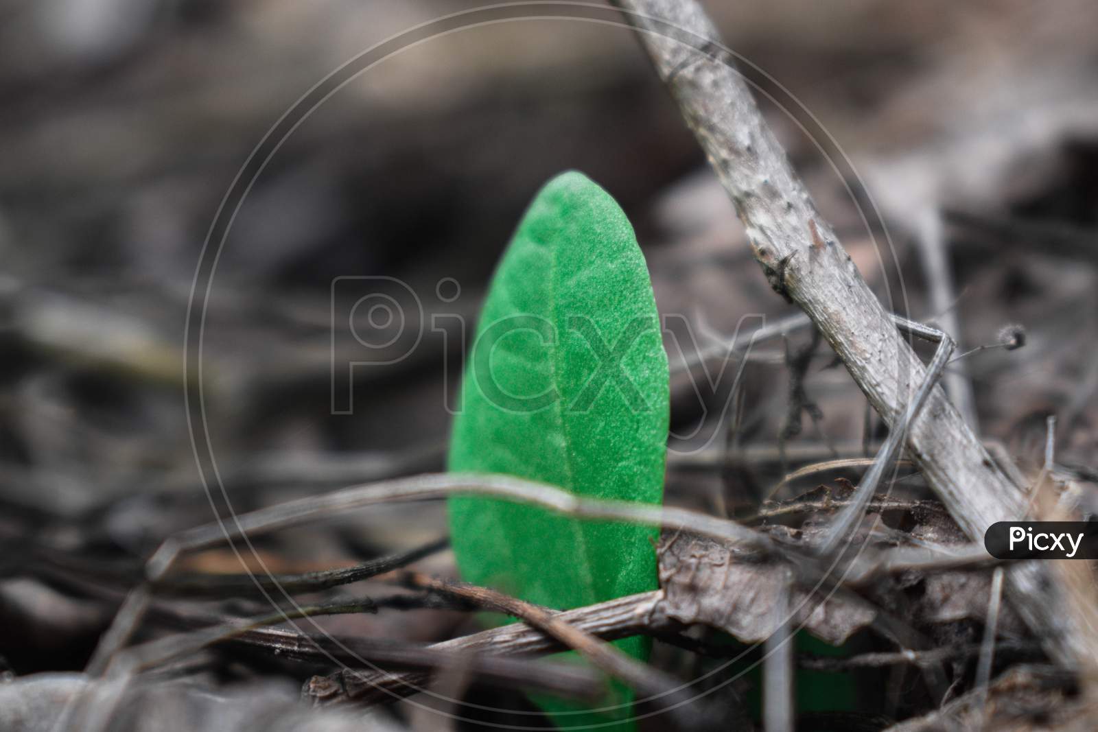 Close-up of a green leaf.