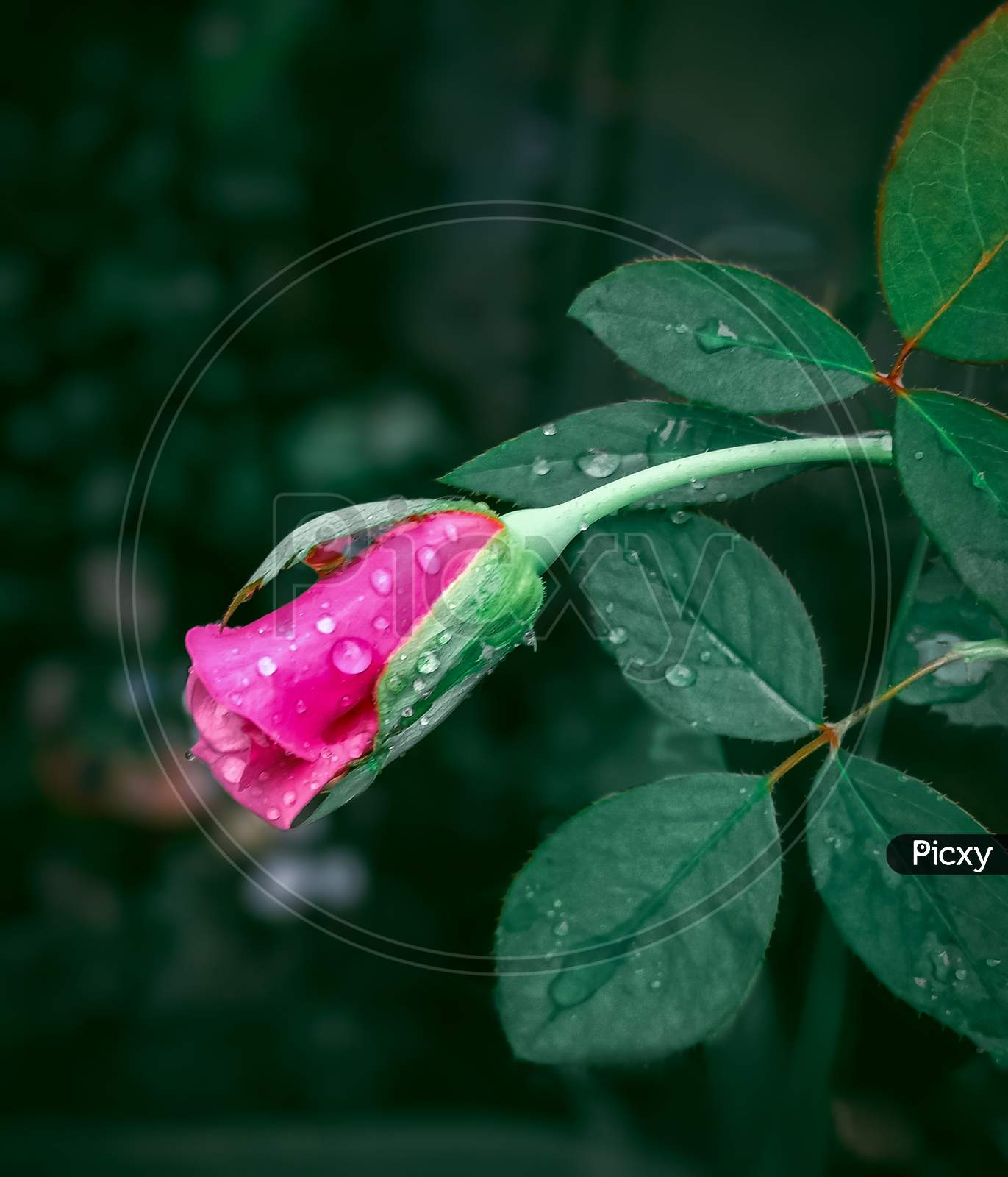 Moody Pink Rose HD