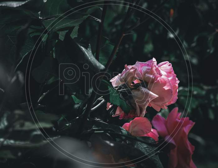 close-up of a pink rose.