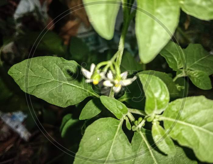 Makoy wonderberry /Solanum burbankil flower