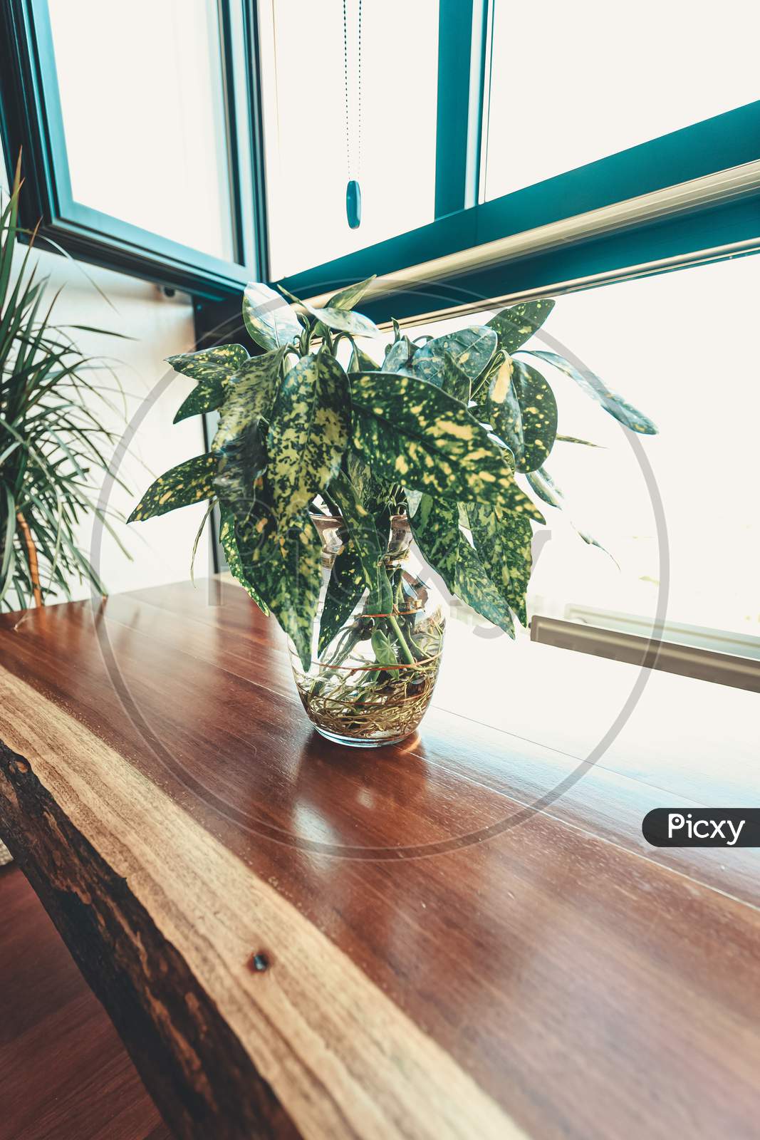 Ba Beautiful Plant Over A Wooden Table In Front Of A Bright Window
