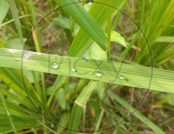 Dew drops on grass in morning