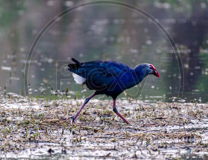 Wetland Birds Sultanpur National Park Haryana India