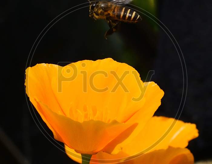 A tiny Bee hovering over a yellow flower in search of honey
