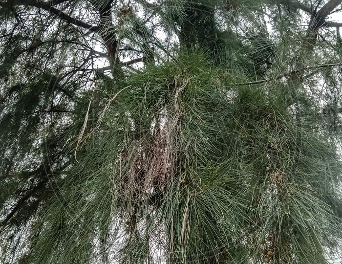 Pinus serotina plant