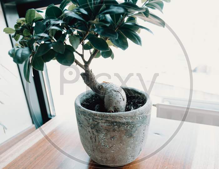 Old Bonsai Over A Wooden Table During A Sunny Day