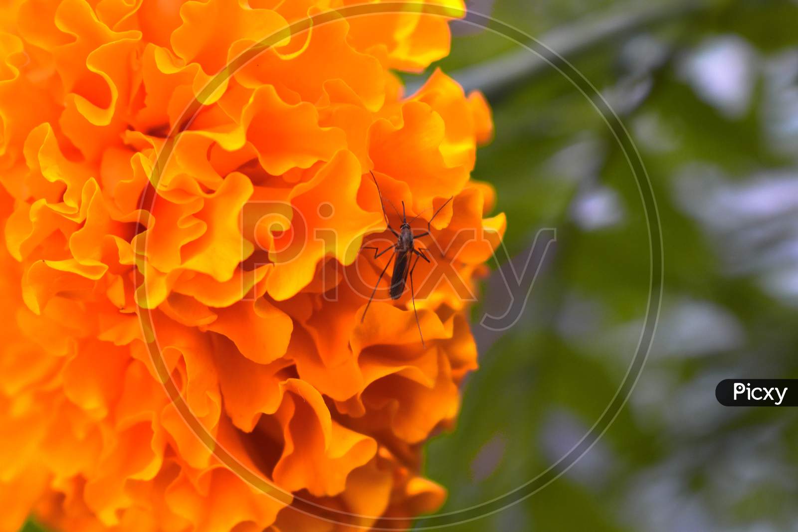 Close-up of a mosquito on orange flower.