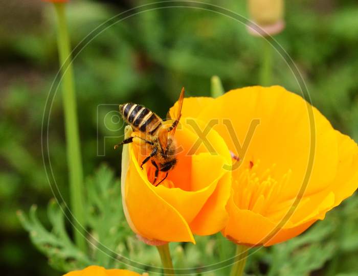 A tiny Bee in search of honey on a yellow flower