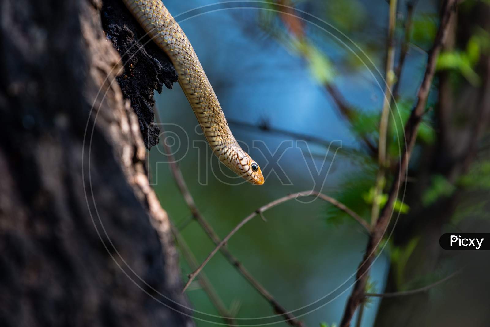 Snake Sultanpur National Park Haryana India