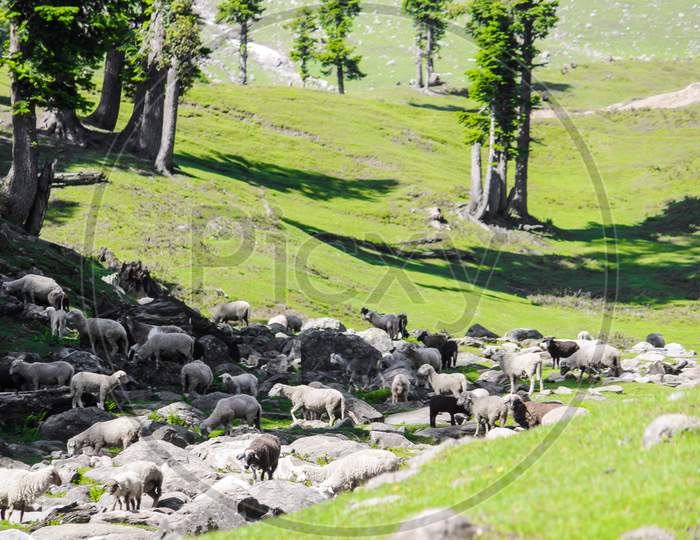 Flock of sheeps grazing grass.