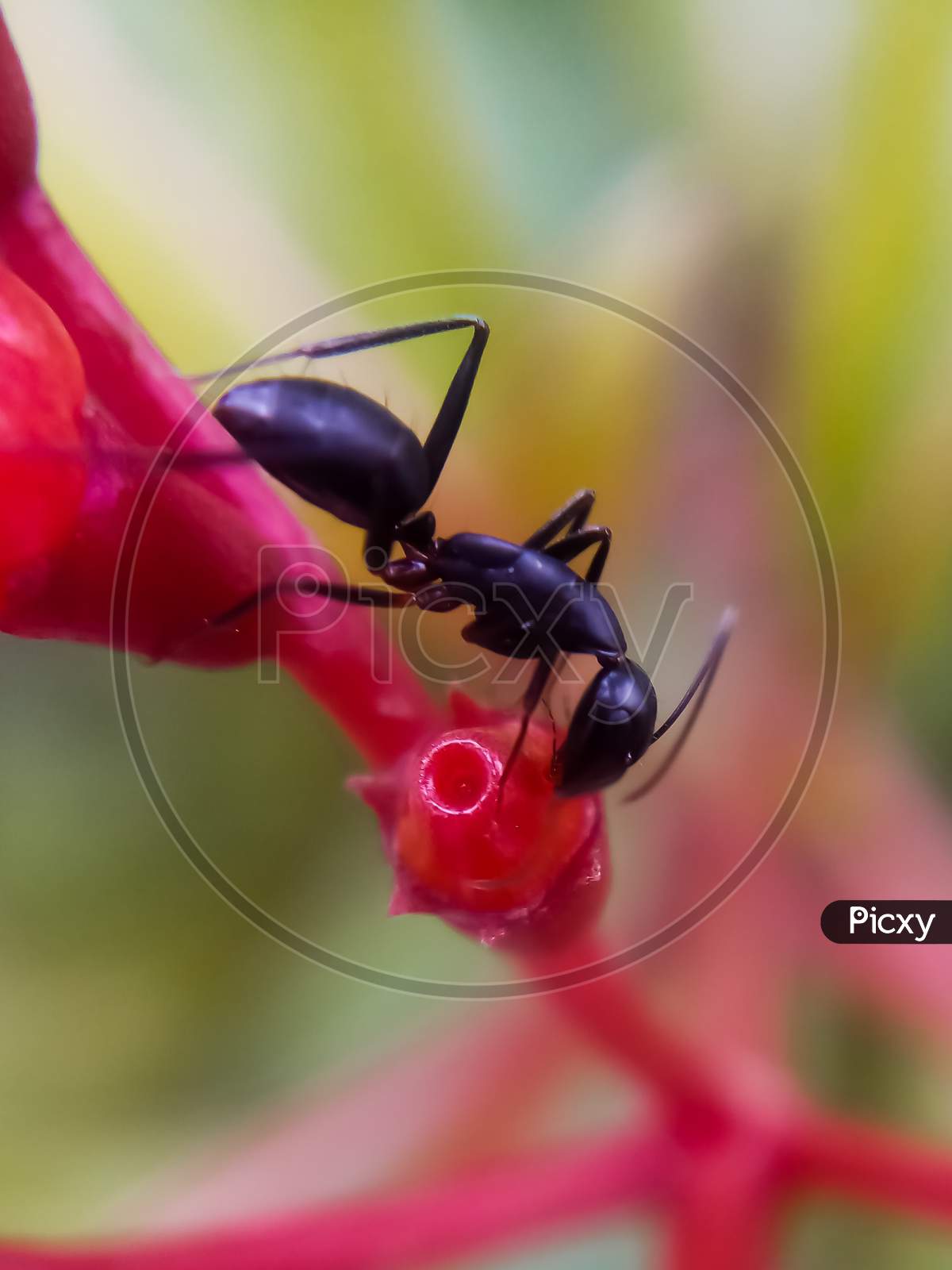 Ant on flower
