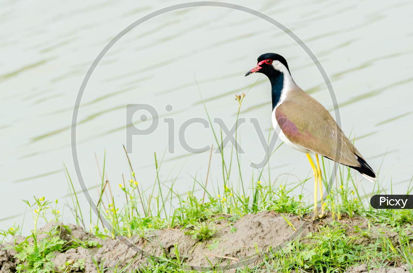 Image of Wetland Birds Sultanpur National Park Haryana India-ZF157669-Picxy