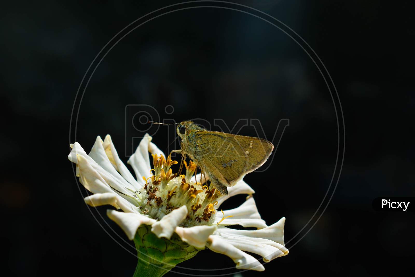 Close-up of Butterfly on white flower.