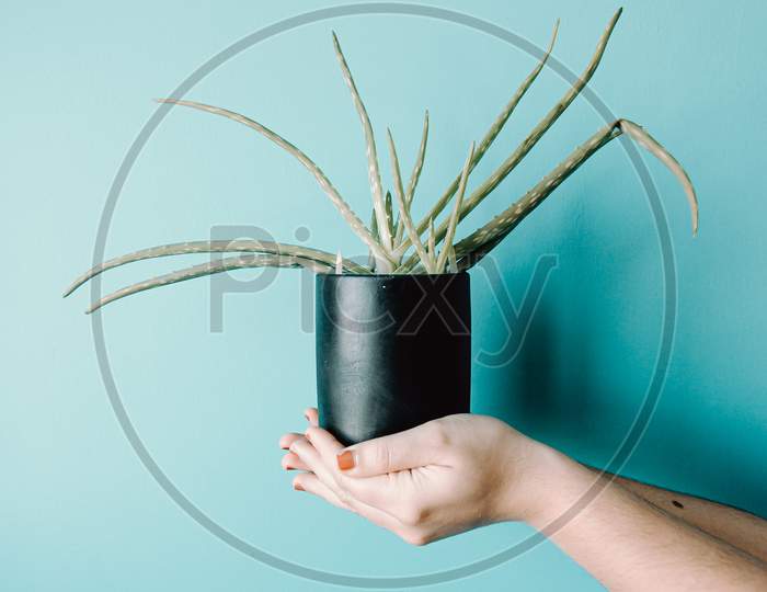 Super Minimalistic Hand Grabbing A Green Plant In Front Of A Pastel Blue Wall
