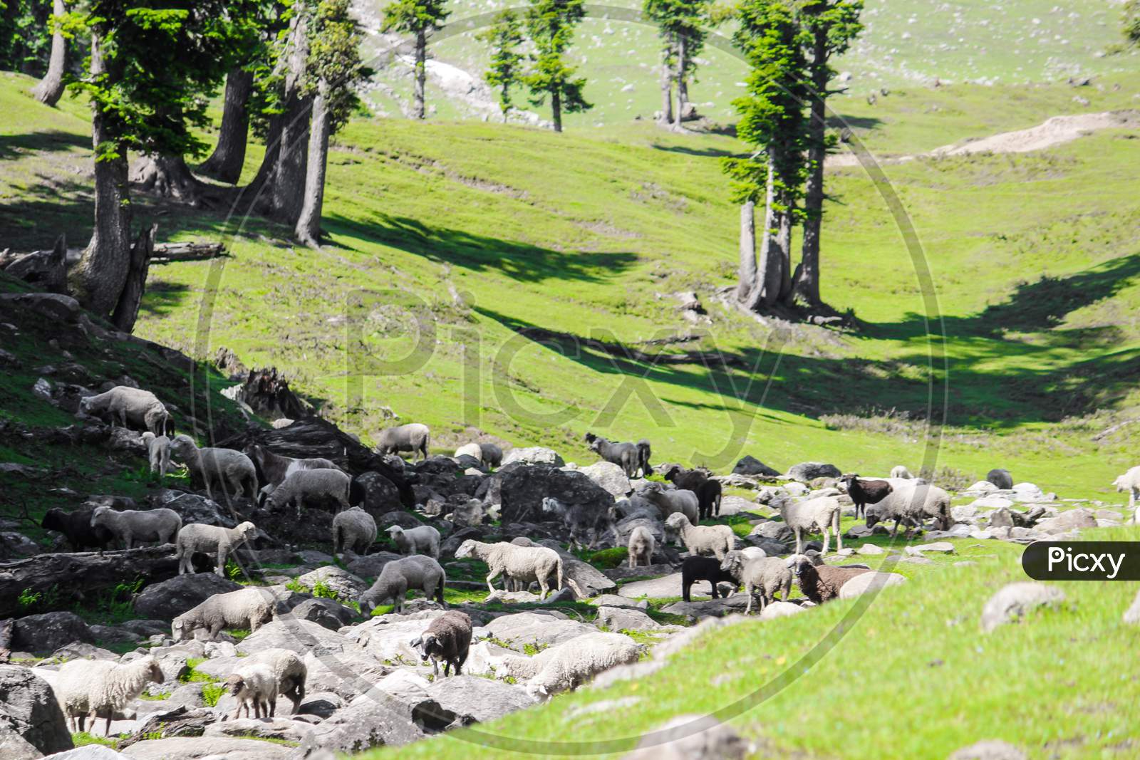 Flock of sheeps grazing grass.