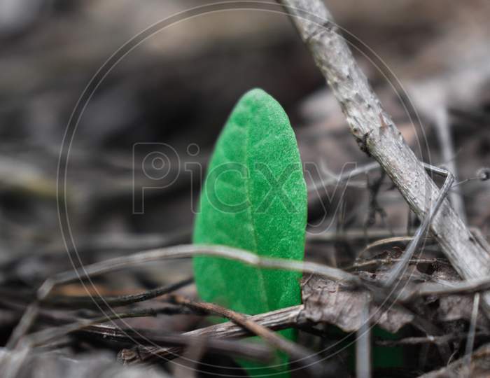 Close-up of a green leaf.