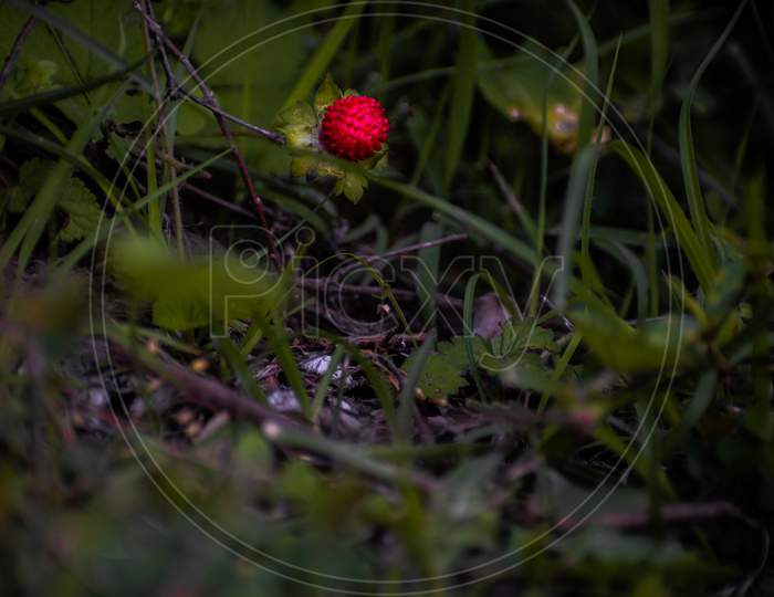 Close-up of a Strawberry.