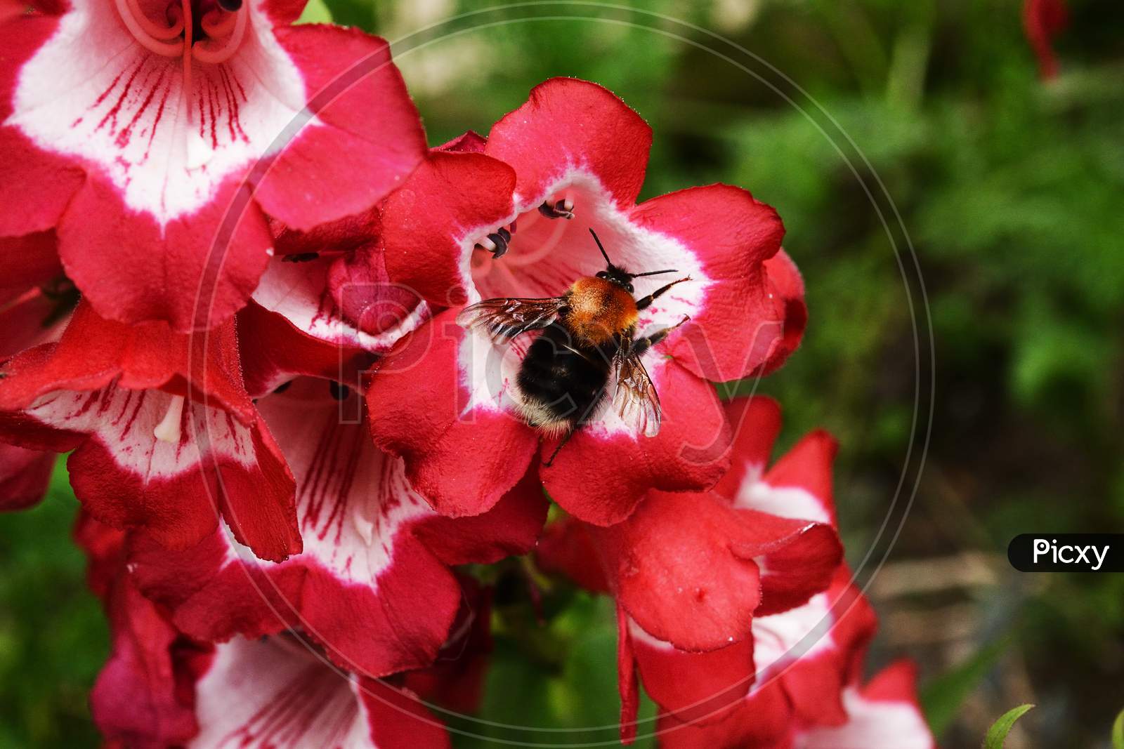 A tiny Honeybee on a red in search of honey