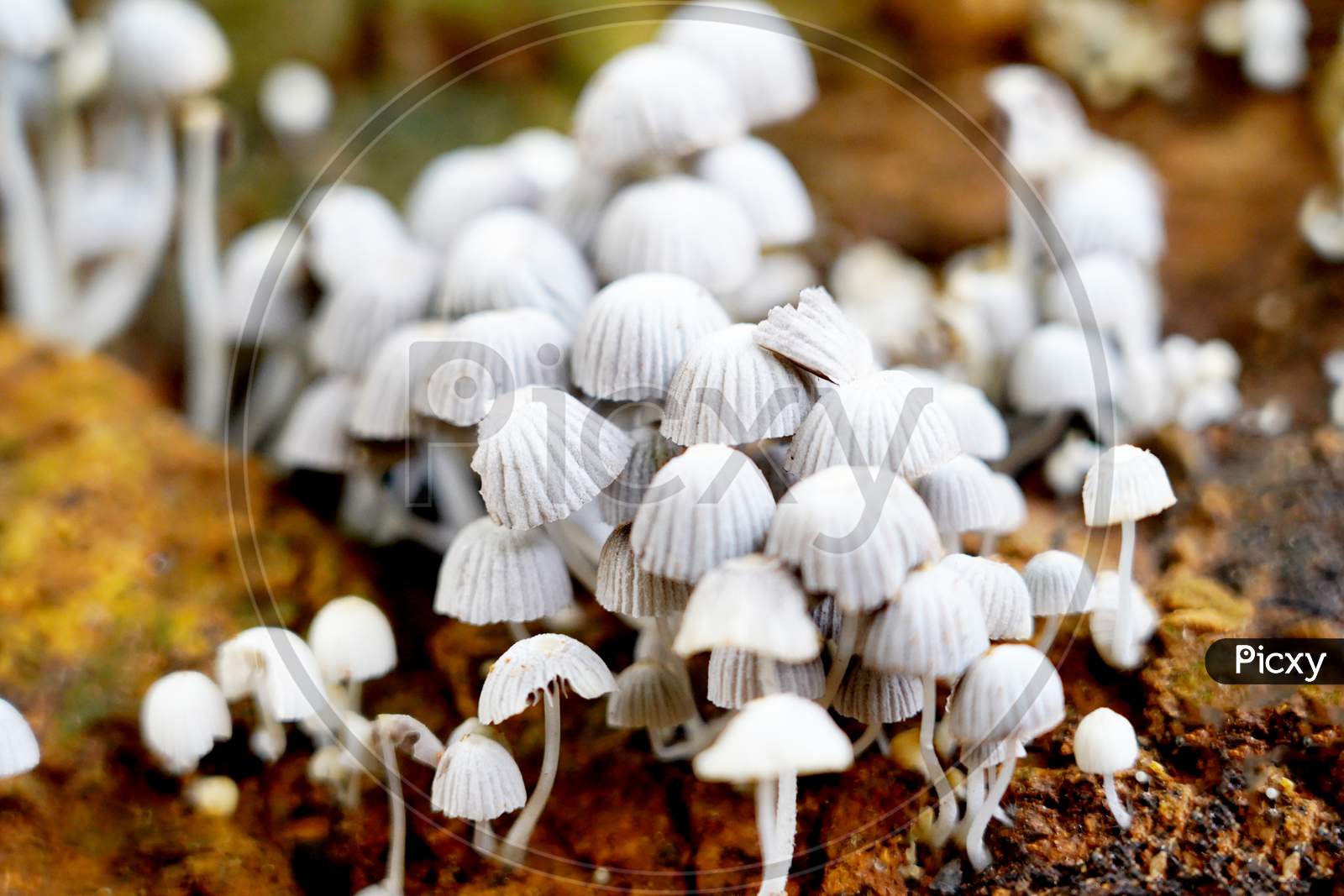 Rainy Season White Mushroom