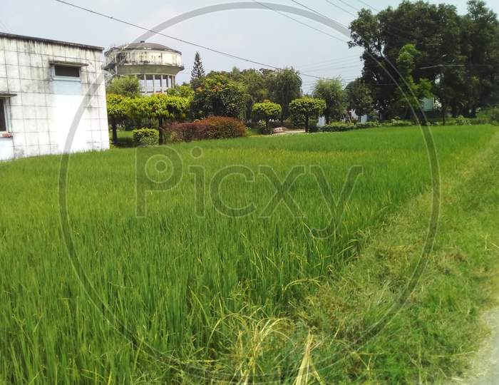Lush green Rice crop