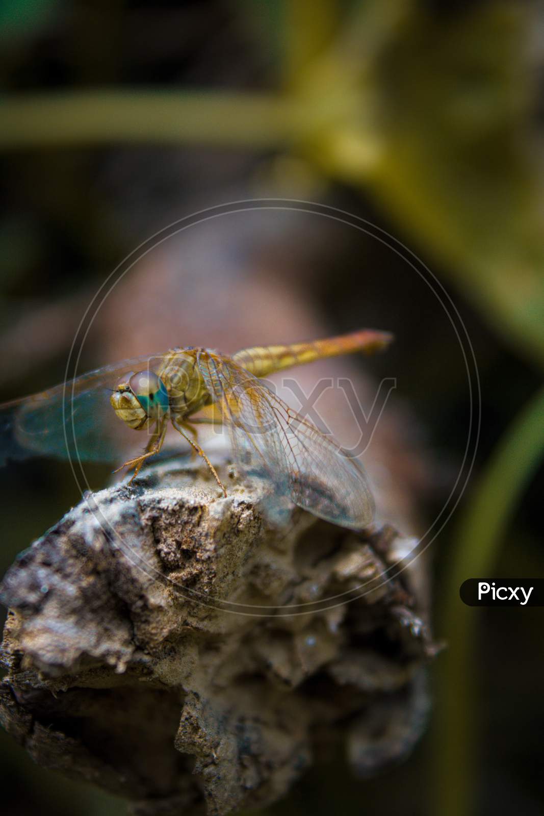 Dragonfly Macro Shot
