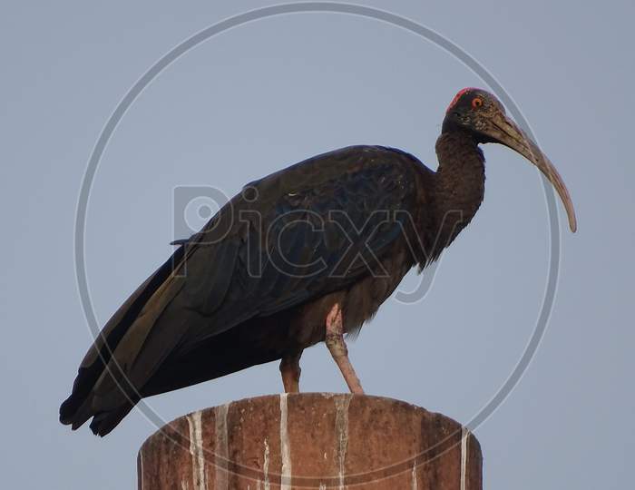red naped ibis at top of tomb